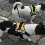 Hunde beim St. Wauli Event