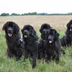 Balthasar, Charly, Lillyfee, Carry und Jirko (v. li.)