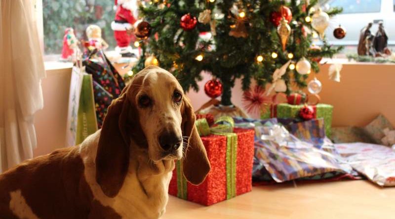 Weihnachtsgeschenkf für dein Hund