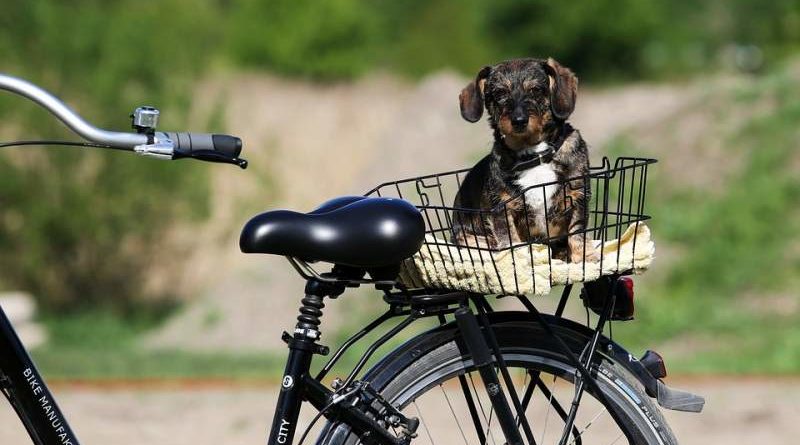 Hunde beim Radfahren