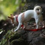 Chihuahua kurzhaarig