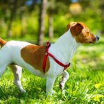 Jack Russell Terrier
